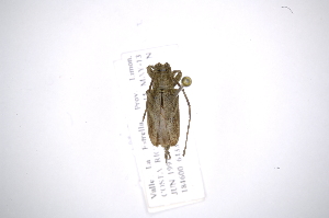  (Hesychotypa cedestes - INB0003818087)  @11 [ ] Copyright (2012) A. Solis Instituto Nacional de Biodiversidad