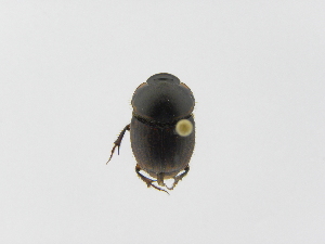  ( - INB0003824964)  @11 [ ] Copyright (2010) A. Solis Instituto Nacional de Biodiversidad