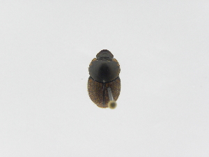  ( - INB0003824965)  @13 [ ] Copyright (2010) A. Solis Instituto Nacional de Biodiversidad