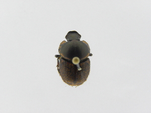  ( - INB0003825118)  @13 [ ] Copyright (2010) A. Solis Instituto Nacional de Biodiversidad