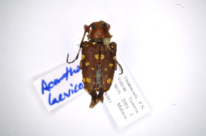  (Acanthoderes laevicollis - INB0003840751)  @14 [ ] Copyright (2012) A. Solis Instituto Nacional de Biodiversidad