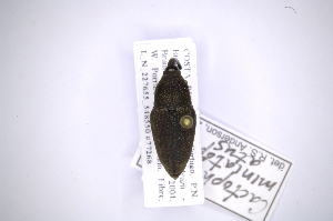  (Cactophagus miniatopunctatus - INB0003850666)  @13 [ ] Copyright (2012) Angel Solis Instituto Nacional de Biodiversidad