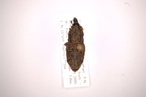  (Cactophagus verrucosus - INB0003850668)  @11 [ ] Copyright (2012) Angel Solis Instituto Nacional de Biodiversidad