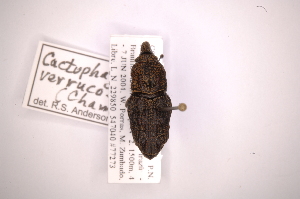  (Cactophagus verrucosus - INB0003850963)  @11 [ ] Copyright (2012) Angel Solis Instituto Nacional de Biodiversidad