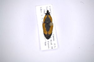  (Cactophagus circumdatusAS1 - INB0003871959)  @13 [ ] Copyright (2012) Angel Solis Instituto Nacional de Biodiversidad