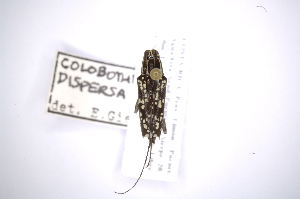  (Colobothea dispersa - INB0003872506)  @14 [ ] Copyright (2012) A. Solis Instituto Nacional de Biodiversidad