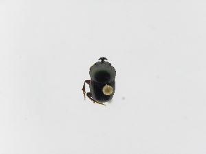  ( - INB0003873166)  @12 [ ] Copyright (2010) A. Solis Instituto Nacional de Biodiversidad