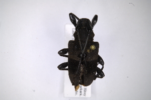  (Parachalastinus rubrocinctus - INB0003889131)  @12 [ ] Copyright (2012) A. Solis Instituto Nacional de Biodiversidad
