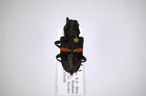  (Parachalastinus rubrocinctusAS3 - INB0003889136)  @13 [ ] Copyright (2012) A. Solis Instituto Nacional de Biodiversidad
