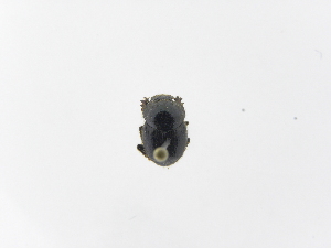  ( - INB0003927860)  @11 [ ] Copyright (2010) A. Solis Instituto Nacional de Biodiversidad