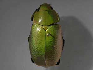  ( - INB0004054962)  @11 [ ] CreativeCommons - Attribution Non-Commercial Share-Alike  National Biodiversity Institute of Costa Rica National Biodiversity Institute of Costa Rica