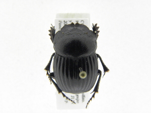  (Dichotomius femoratus - INB0004152411)  @14 [ ] Copyright (2010) A. Solis Instituto Nacional de Biodiversidad