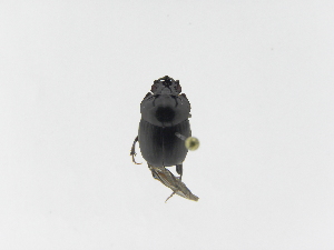  ( - INB0004170566)  @12 [ ] Copyright (2010) A. Solis Instituto Nacional de Biodiversidad