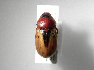 (Cyclocephala porioniASolis02 - INB0004182367)  @14 [ ] Copyright (2010) A. Solis Instituto Nacional de Biodiversidad