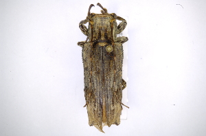  (Ecthoea quadricornis - INB0004188962)  @13 [ ] Copyright (2012) A. Solis Instituto Nacional de Biodiversidad