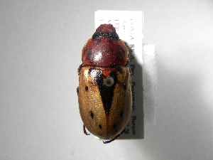  (Cyclocephala porioniASolis01 - INB0004197359)  @13 [ ] Copyright (2010) A. Solis Instituto Nacional de Biodiversidad