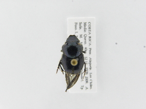  ( - INB0004207710)  @11 [ ] Copyright (2010) A. Solis Instituto Nacional de Biodiversidad