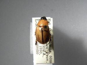  (Cyclocephala maculiventris - INBIOCRI000257577)  @12 [ ] Copyright (2010) A. Solis Instituto Nacional de Biodiversidad