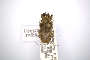  (Venustus zeteki - INBIOCRI000282242)  @13 [ ] Copyright (2012) A. Solis Instituto Nacional de Biodiversidad