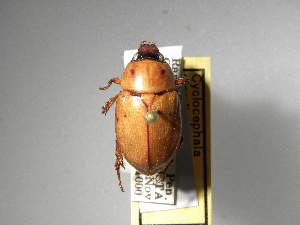  (Cyclocephala marylizae - INBIOCRI000340937)  @14 [ ] Copyright (2010) A. Solis Instituto Nacional de Biodiversidad