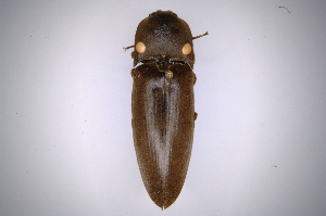  (Pyrophorus noctilucusAS2 - INBIOCRI000345313)  @15 [ ] Copyright (2012) Angel Solis Instituto Nacional de Biodiversidad