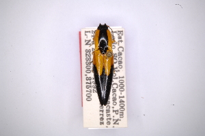  (Semiotus lacrimiformis - INBIOCRI000418444)  @13 [ ] Copyright (2012) Angel Solis Instituto Nacional de Biodiversidad