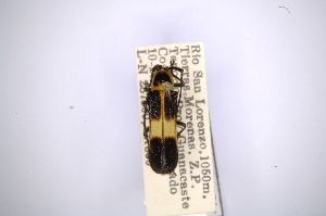  (Hilaroleopsis icuapira - INBIOCRI000768081)  @11 [ ] Copyright (2012) A. Solis Instituto Nacional de Biodiversidad