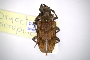  (Dryoctenes scrupulosus - INBIOCRI000830773)  @14 [ ] Copyright (2012) A. Solis Instituto Nacional de Biodiversidad