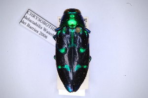  (Chrysobothris delectabilis - INBIOCRI000831404)  @11 [ ] Copyright (2012) Angel Solis Instituto Nacional de Biodiversidad