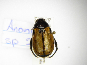  ( - INBIOCRI000975460)  @11 [ ] Copyright (2012) A. Solis Instituto Nacional de Biodiversidad
