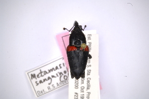  (Cactophagus sanguinolentus - INBIOCRI001145052)  @13 [ ] Copyright (2012) Angel Solis Instituto Nacional de Biodiversidad
