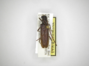  ( - INBIOCRI001181933)  @11 [ ] Copyright (2012) A. Solis Instituto Nacional de Biodiversidad