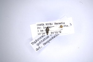  ( - INBIOCRI001234013)  @11 [ ] Copyright (2012) Angel Solis Instituto Nacional de Biodiversidad