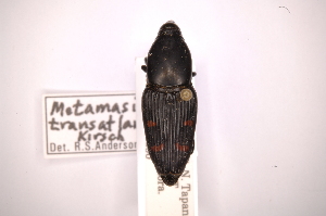  (Cactophagus transatlanticus - INBIOCRI001293768)  @11 [ ] Copyright (2012) Angel Solis Instituto Nacional de Biodiversidad
