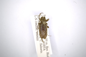 (Hesychotypa cedestesAS2 - INBIOCRI001352199)  @13 [ ] Copyright (2012) A. Solis Instituto Nacional de Biodiversidad