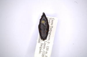  (Cactophagus circumdatusAS2 - INBIOCRI001352848)  @13 [ ] Copyright (2012) Angel Solis Instituto Nacional de Biodiversidad
