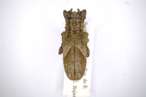  (Hesychotypa heraldica - INBIOCRI001385139)  @14 [ ] Copyright (2012) A. Solis Instituto Nacional de Biodiversidad
