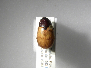  (Cyclocephala melanocephalaASolis02 - INBIOCRI001618379)  @12 [ ] Copyright (2010) A. Solis Instituto Nacional de Biodiversidad