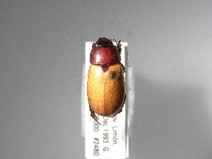  (Cyclocephala macrophylla - INBIOCRI001646197)  @13 [ ] Copyright (2010) A. Solis Instituto Nacional de Biodiversidad