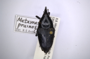  (Cactophagus pruinosus - INBIOCRI001734687)  @11 [ ] Copyright (2012) Angel Solis Instituto Nacional de Biodiversidad