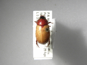  (Cyclocephala melanocephalaASolis01 - INBIOCRI001747740)  @14 [ ] Copyright (2010) A. Solis Instituto Nacional de Biodiversidad