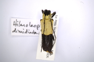  (Hilaroleopsis dimidiata - INBIOCRI001788830)  @11 [ ] Copyright (2012) A. Solis Instituto Nacional de Biodiversidad