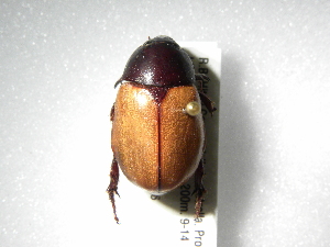  (Cyclocephala sanguinicollis - INBIOCRI001799041)  @13 [ ] Copyright (2010) A. Solis Instituto Nacional de Biodiversidad