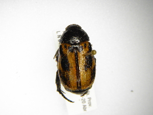  ( - INBIOCRI001802282)  @11 [ ] Copyright (2012) A. Solis Instituto Nacional de Biodiversidad