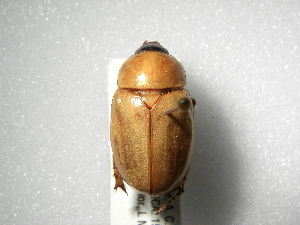  (Cyclocephala sororia - INBIOCRI001813272)  @14 [ ] Copyright (2010) A. Solis Instituto Nacional de Biodiversidad