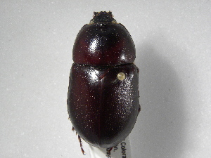  (Tomarus bituberculatus - INBIOCRI001847017)  @14 [ ] Copyright (2010) A. Solis Instituto Nacional de Biodiversidad