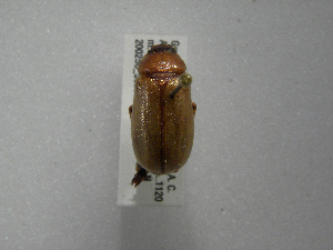  ( - INBIOCRI001848911)  @11 [ ] Copyright (2010) A. Solis Instituto Nacional de Biodiversidad