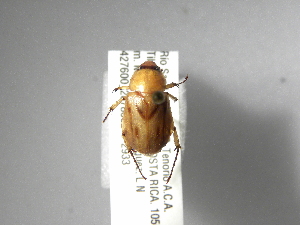  (Cyclocephala nigritarsisASolis01 - INBIOCRI001873750)  @13 [ ] Copyright (2010) A. Solis Instituto Nacional de Biodiversidad