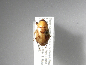  (Cyclocephala nigritarsisASolis02 - INBIOCRI001880756)  @13 [ ] Copyright (2010) A. Solis Instituto Nacional de Biodiversidad