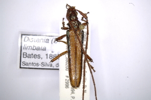  ( - INBIOCRI001884721)  @11 [ ] Copyright (2012) A. Solis Instituto Nacional de Biodiversidad